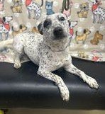 adoptable Dog in Sullivan, IN named Speckles