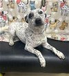 adoptable Dog in  named Speckles