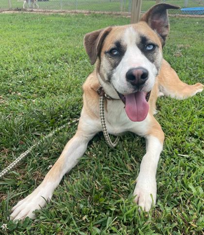 adoptable Dog in Sullivan, IN named Max Alley