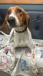 adoptable Dog in Sullivan, IN named Lulu Spots