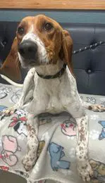 Lulu Spots - Coonhound