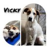 adoptable Dog in , IN named Vicky