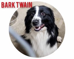 Bark Twain