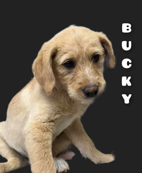 Bucky