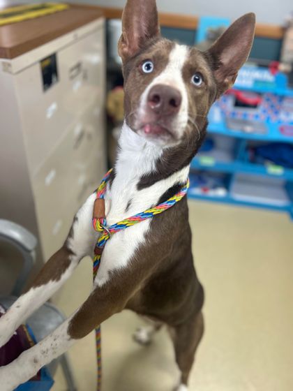 adoptable Dog in Sullivan, IN named Fawn