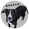adoptable Dog in sullivan, IN named Ginger