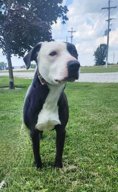 adoptable Dog in Sullivan, IN named Duke