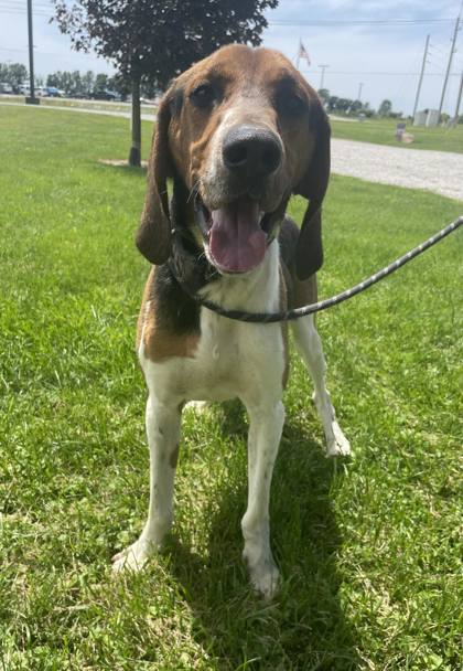 adoptable Dog in Sullivan, IN named Givins