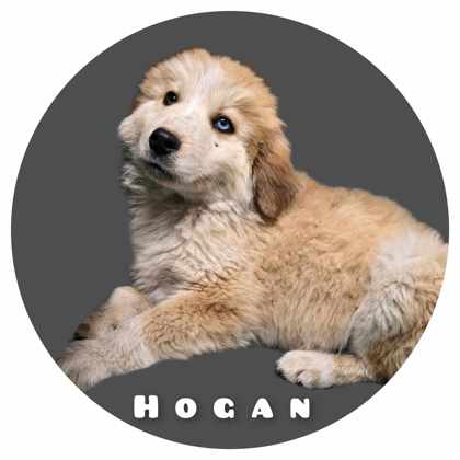 Hogan