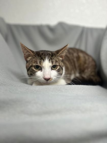 adoptable Cat in Sullivan, IN named Gonzo