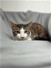 adoptable Cat in  named Gonzo