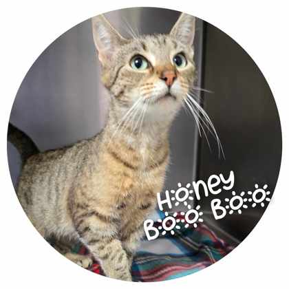 adoptable Cat in Sullivan, IN named Honey Boo Boo