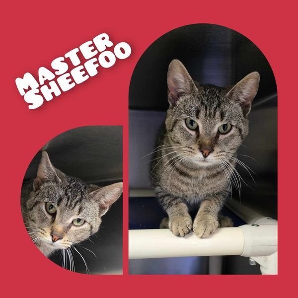 adoptable Cat in Sullivan, IN named Master Sheefoo