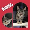 adoptable Cat in , IN named Master Sheefoo