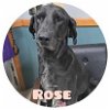 adoptable Dog in  named Rose Bukater