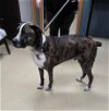 adoptable Dog in sullivan, IN named Diesel