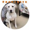 adoptable Dog in  named Frost Bite