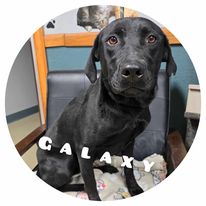 adoptable Dog in Sullivan, IN named Galaxy Daisy