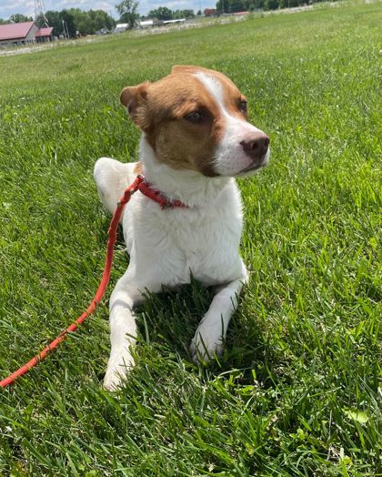 adoptable Dog in Sullivan, IN named Paulie