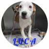 adoptable Dog in  named Luca