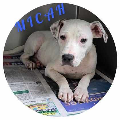 adoptable Dog in Sullivan, IN named Micah