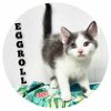 adoptable Cat in  named EggRoll