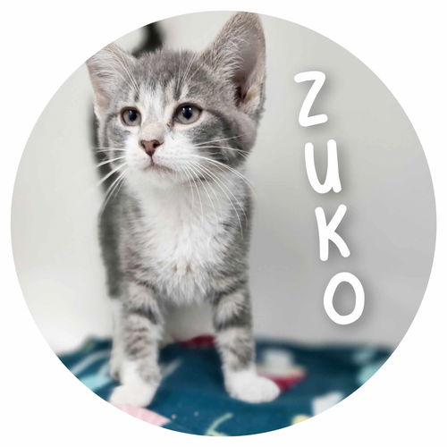 Zuko