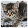 adoptable Cat in  named Lex Rynn