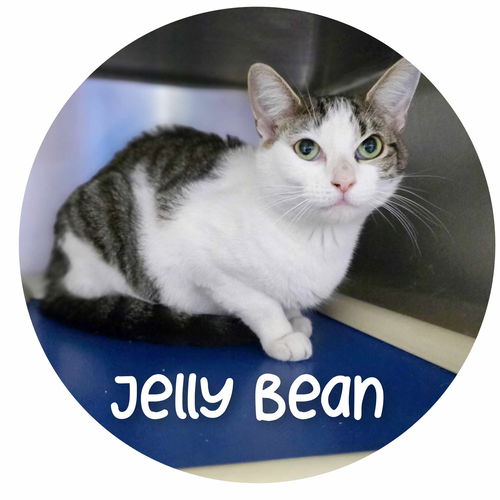 Jelly Bean