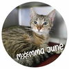 adoptable Cat in Sullivan, IN named Momma June