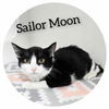 adoptable Cat in Sullivan, IN named Sailor Moon