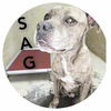 adoptable Dog in Sullivan, IN named Sag