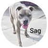 Sag