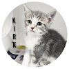 adoptable Cat in , IN named Kirk