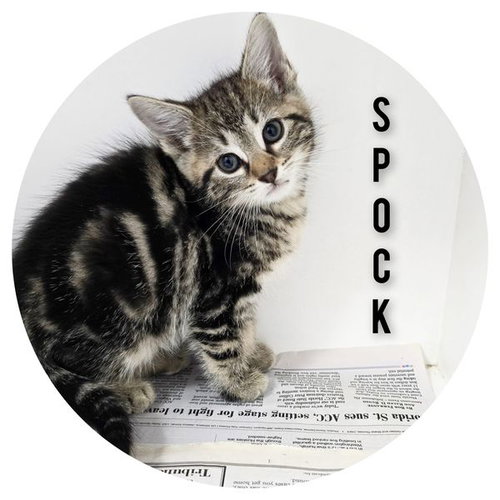 Spock