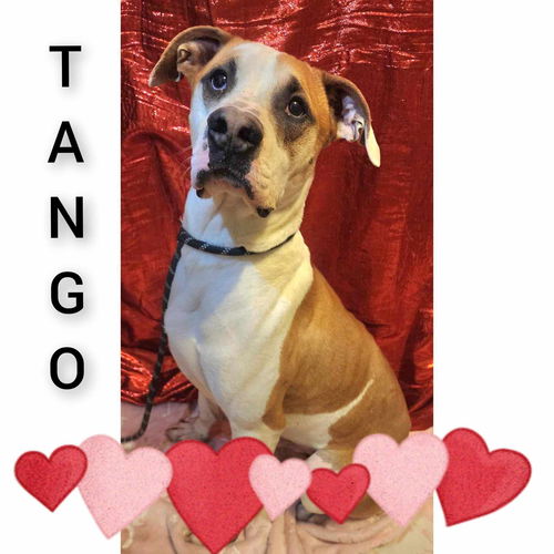 Tango