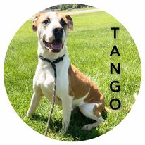 adoptable Dog in Sullivan, IN named Tango