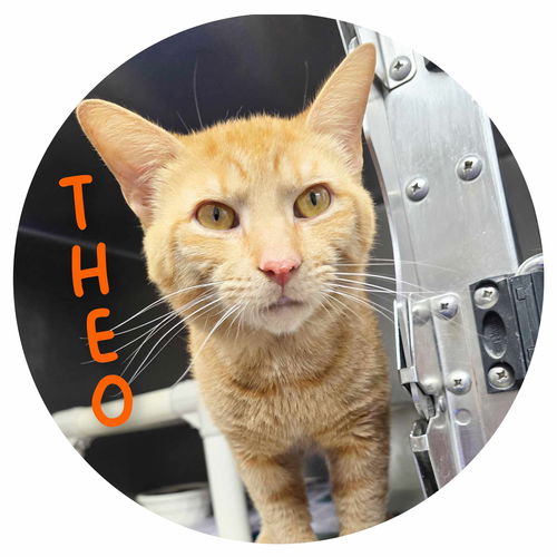 Theo