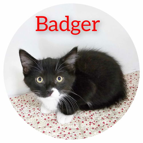 Badger