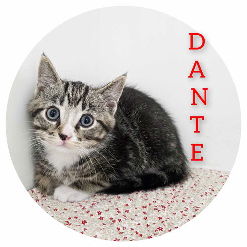 Dante