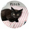 adoptable Cat in Sullivan, IN named Pitch Black