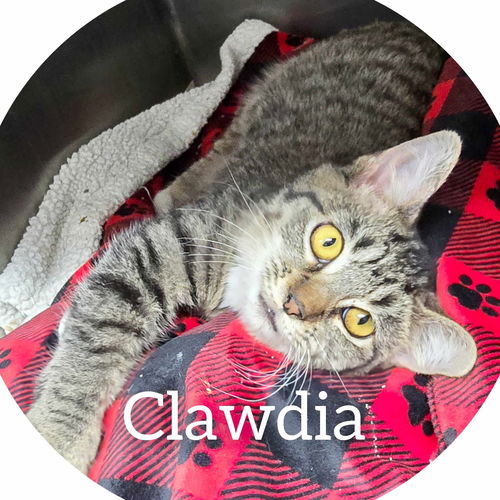 Clawdia