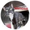 adoptable Cat in Sullivan, IN named Mimosa