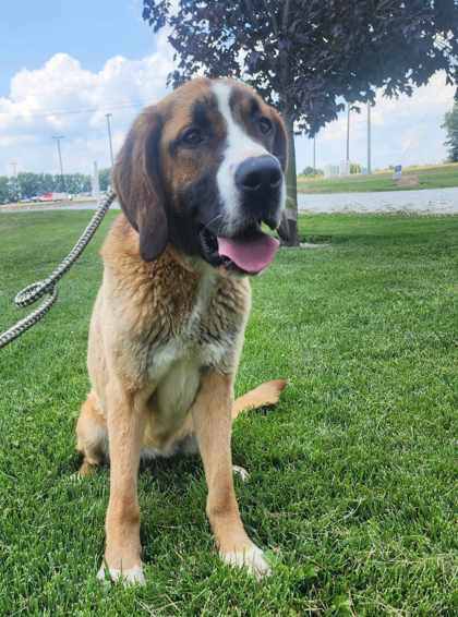 adoptable Dog in Sullivan, IN named Lady Bernie