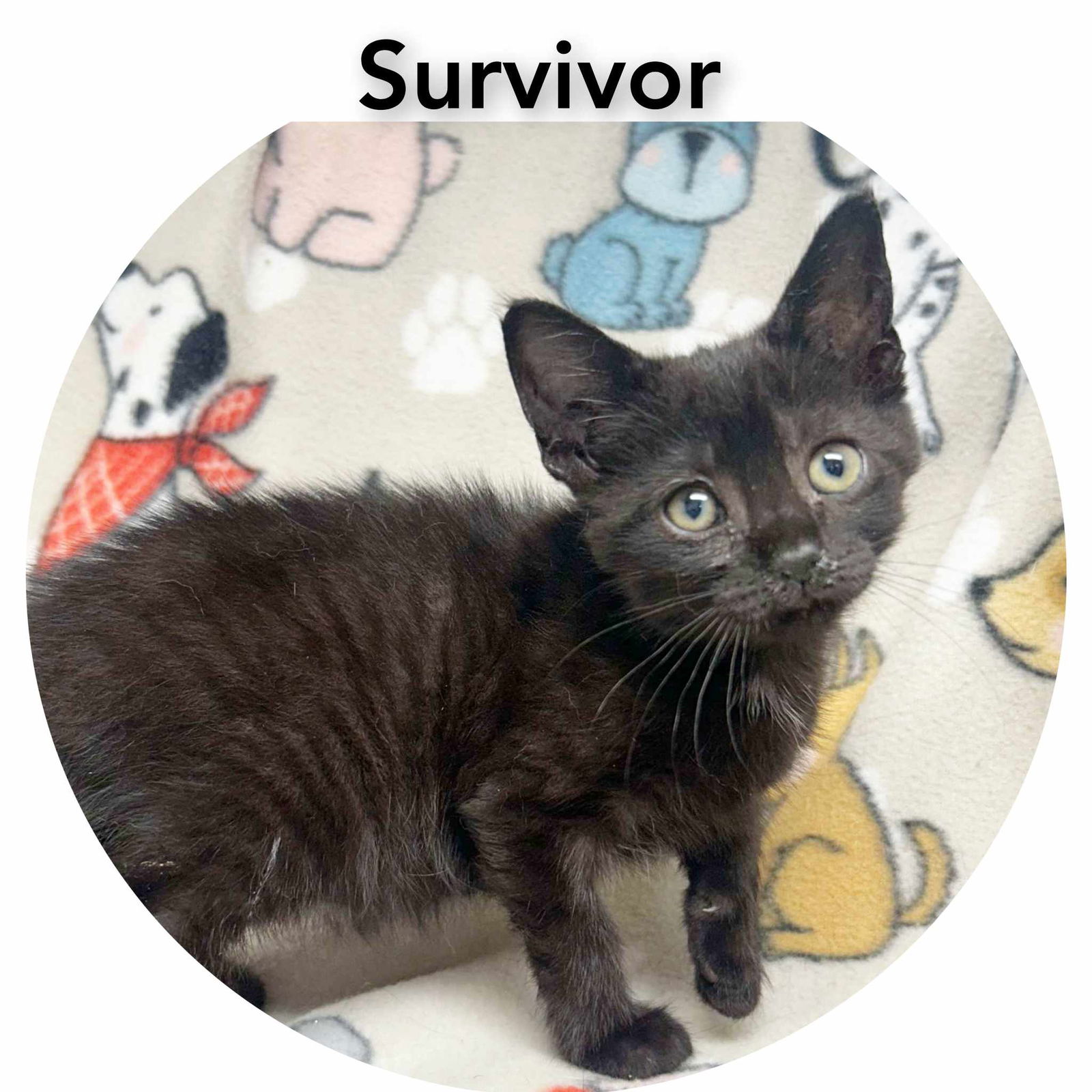 adoptable Cat in Sullivan, IN named Survivor