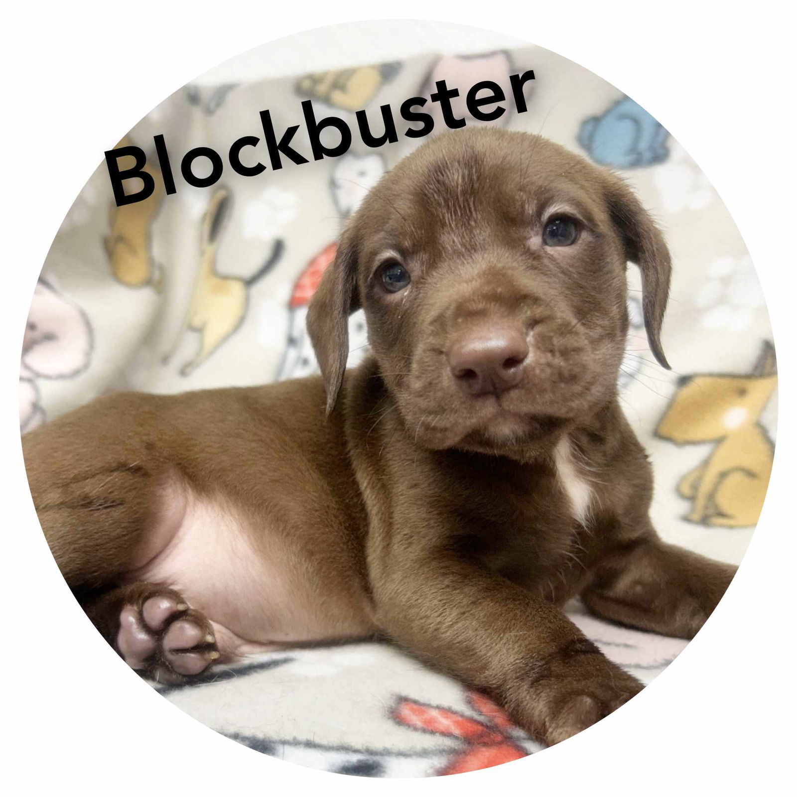 adoptable Dog in Sullivan, IN named Blockbuster