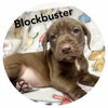 adoptable Dog in , IN named Blockbuster