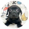 adoptable Dog in , IN named JC