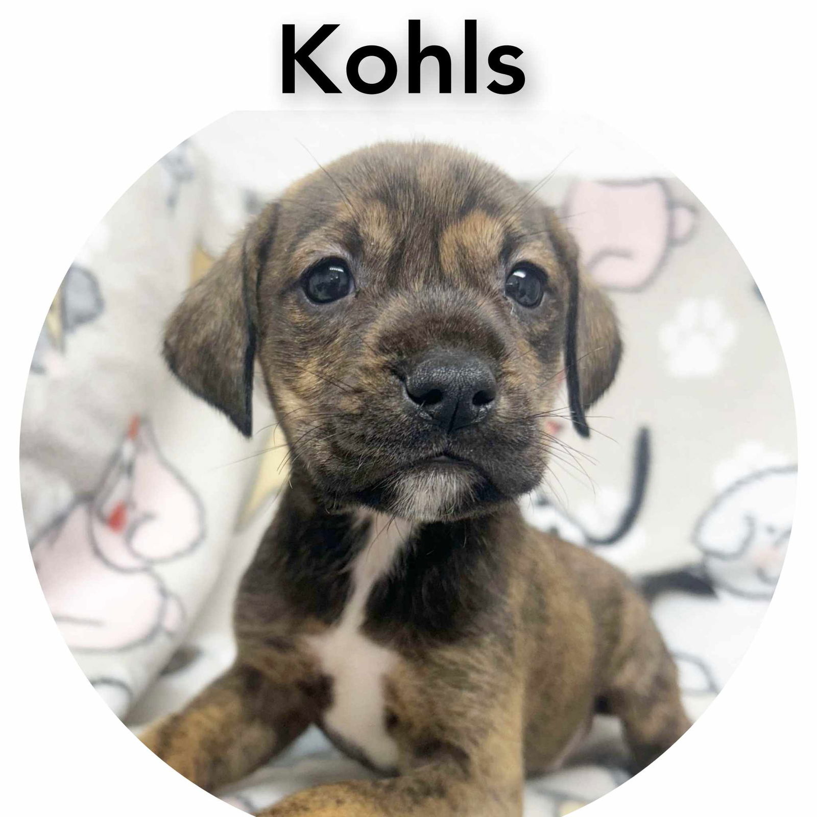 adoptable Dog in Sullivan, IN named Kohls