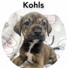 adoptable Dog in Sullivan, IN named Kohls